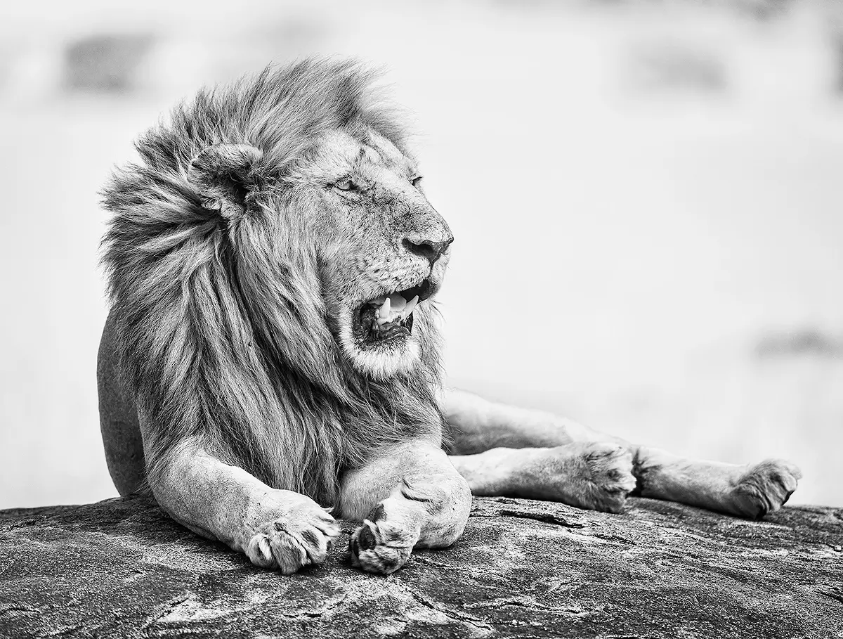 Lion surveys his realm from rock<p>&copy; Graham Hobart</p>