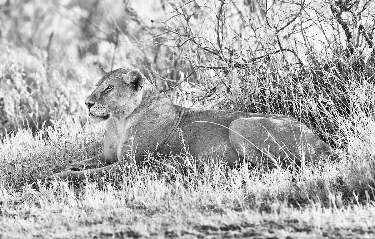 Lioness lies in wait before the hunt<p>&copy; Graham Hobart</p>