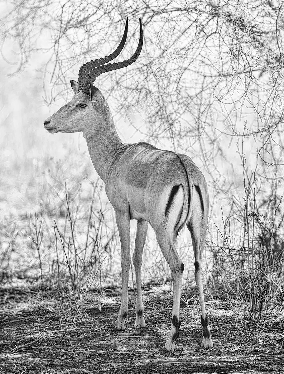 Male impala in shade<p>&copy; Graham Hobart</p>