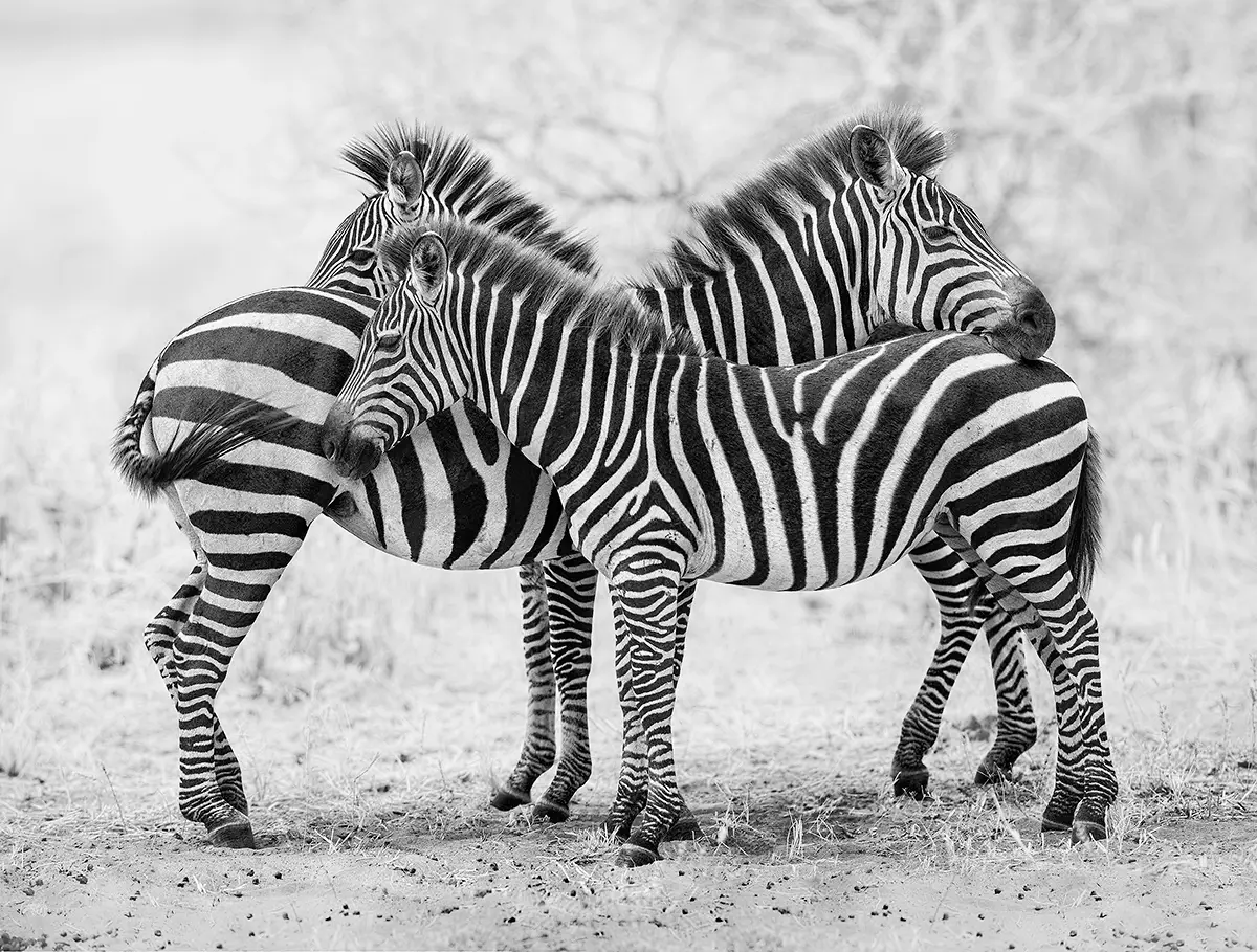 Three zebras stay close<p>&copy; Graham Hobart</p>