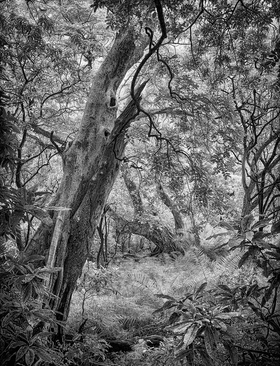 Undisturbed forest <p>&copy; Graham Hobart</p>