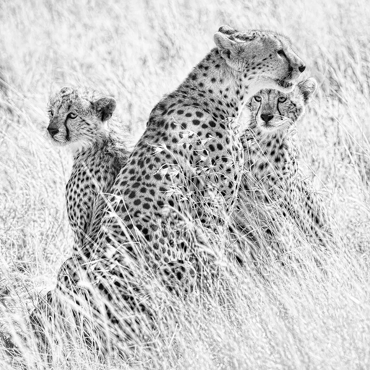 All cleaned up after the meal<p>&copy; Graham Hobart</p>