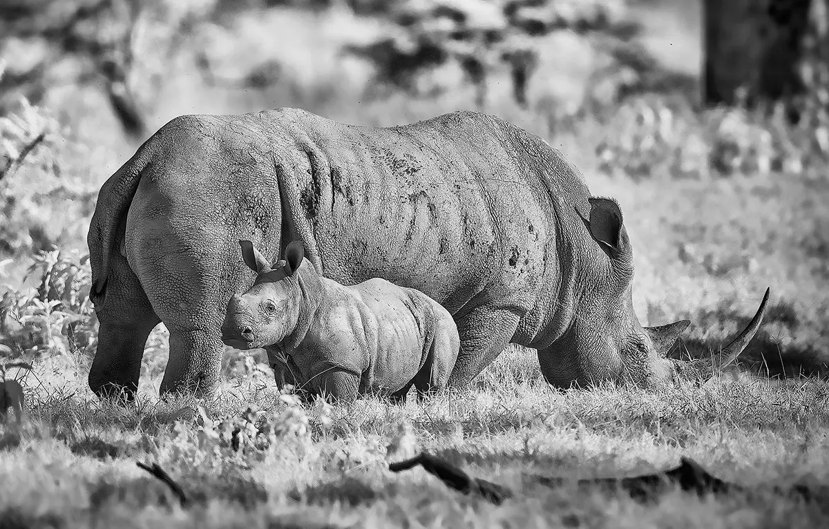 White rhino and her baby<p>&copy; Graham Hobart</p>