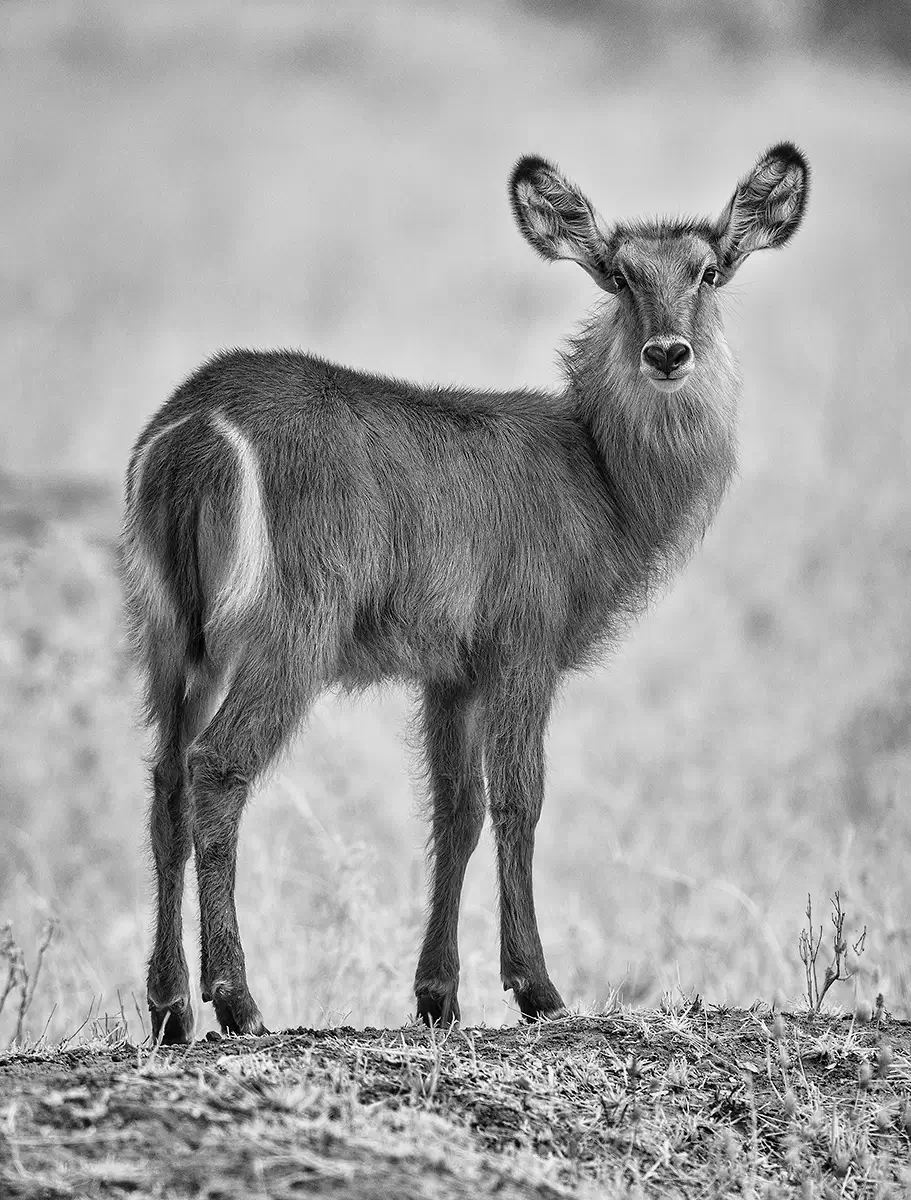Young waterbuck looks back<p>&copy; Graham Hobart</p>