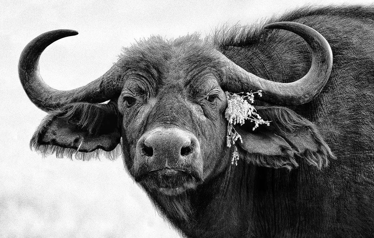 Buffalo cows earring<p>&copy; Graham Hobart</p>