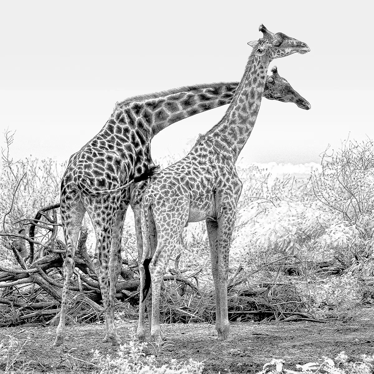 Bull giraffes fighting<p>&copy; Graham Hobart</p>