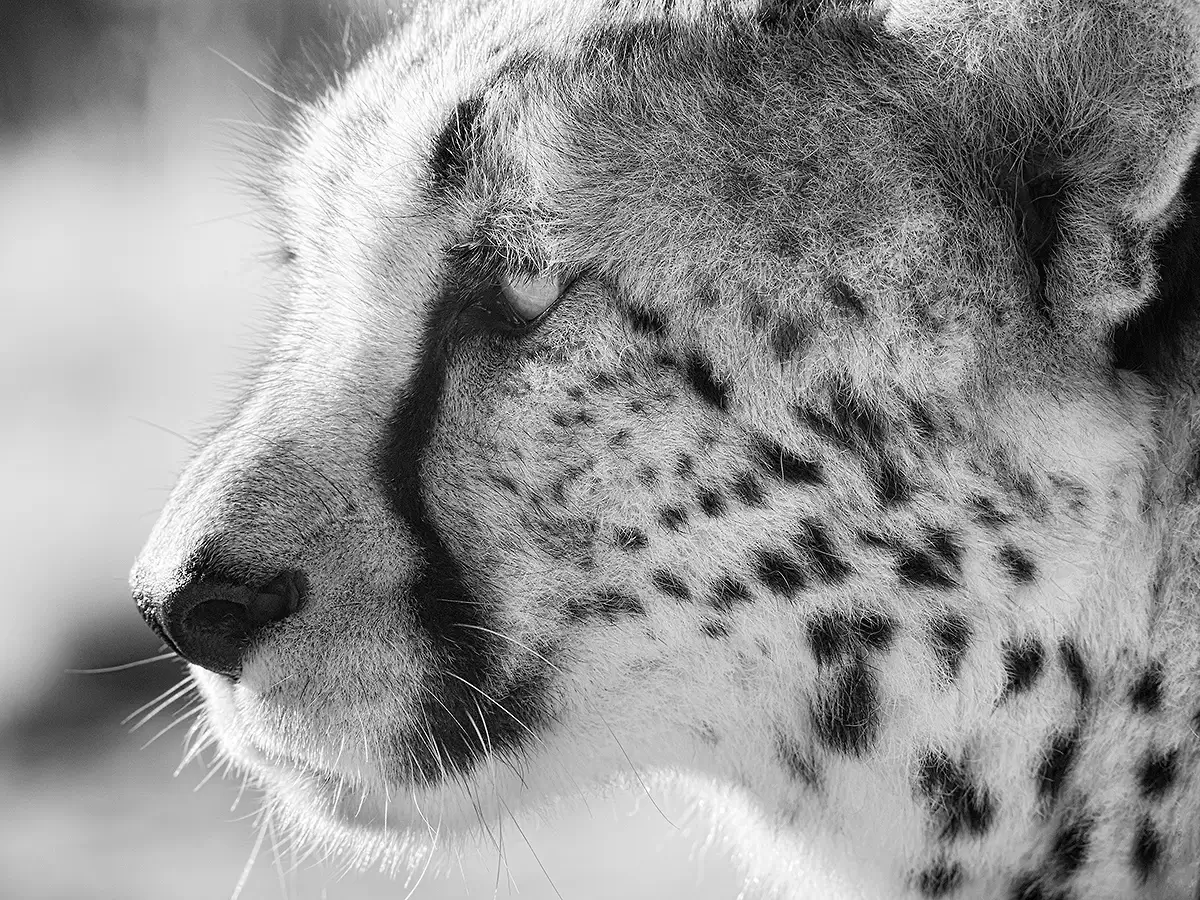 Cheetah closeup<p>&copy; Graham Hobart</p>