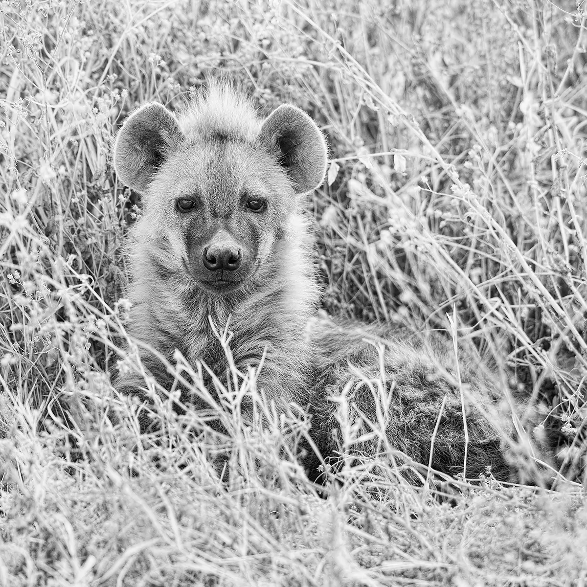 Cute hyeana cub<p>&copy; Graham Hobart</p>