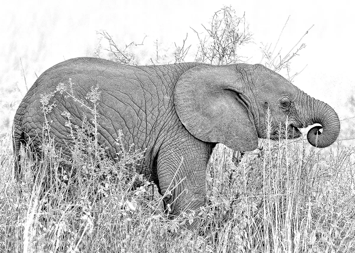 Elephant calf learning to walk backwards<p>&copy; Graham Hobart</p>