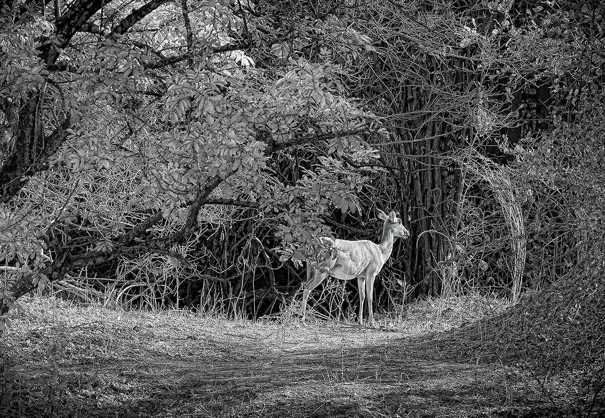 female impala in thicket<p>&copy; Graham Hobart</p>