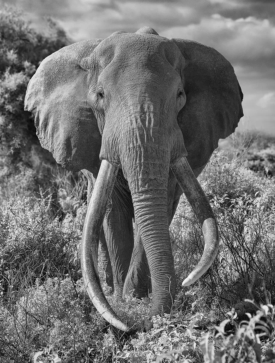 Giant tusker approaches<p>&copy; Graham Hobart</p>