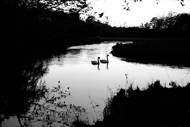 DUSK SWANS Quenington Glos<p>© John Haynes</p>