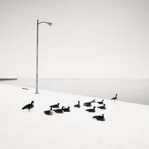 Gray Geese - Chicago, Illinois, USA, 2008 <p>© Josef Hoflehner</p>
