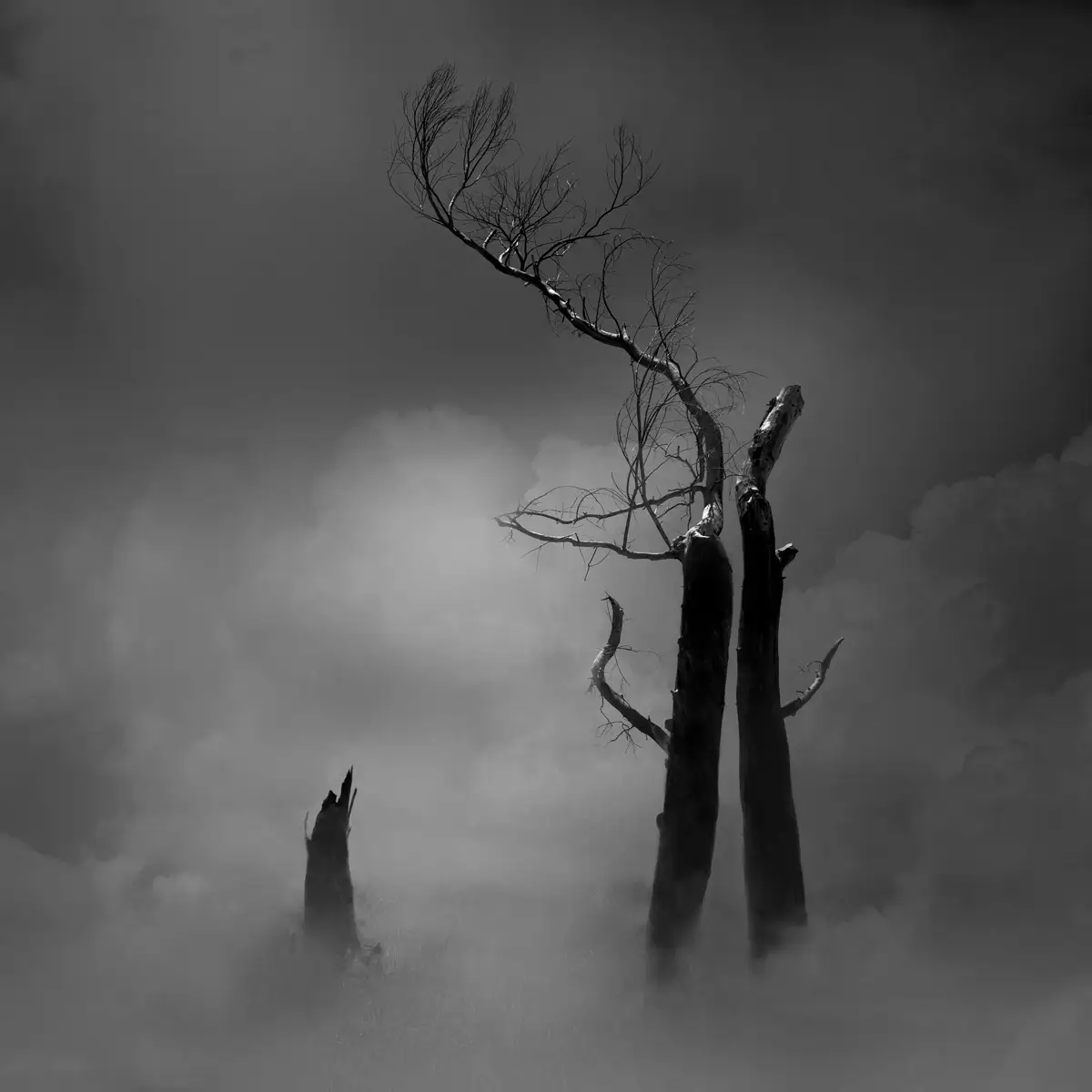 Trees, Clouds, Ranchland<p>© Margaret Halaby</p>