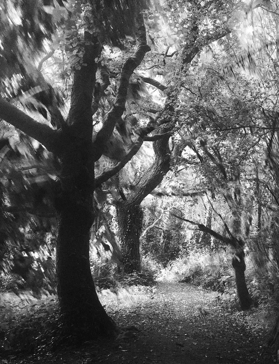<p>© Maxine Harraway</p>