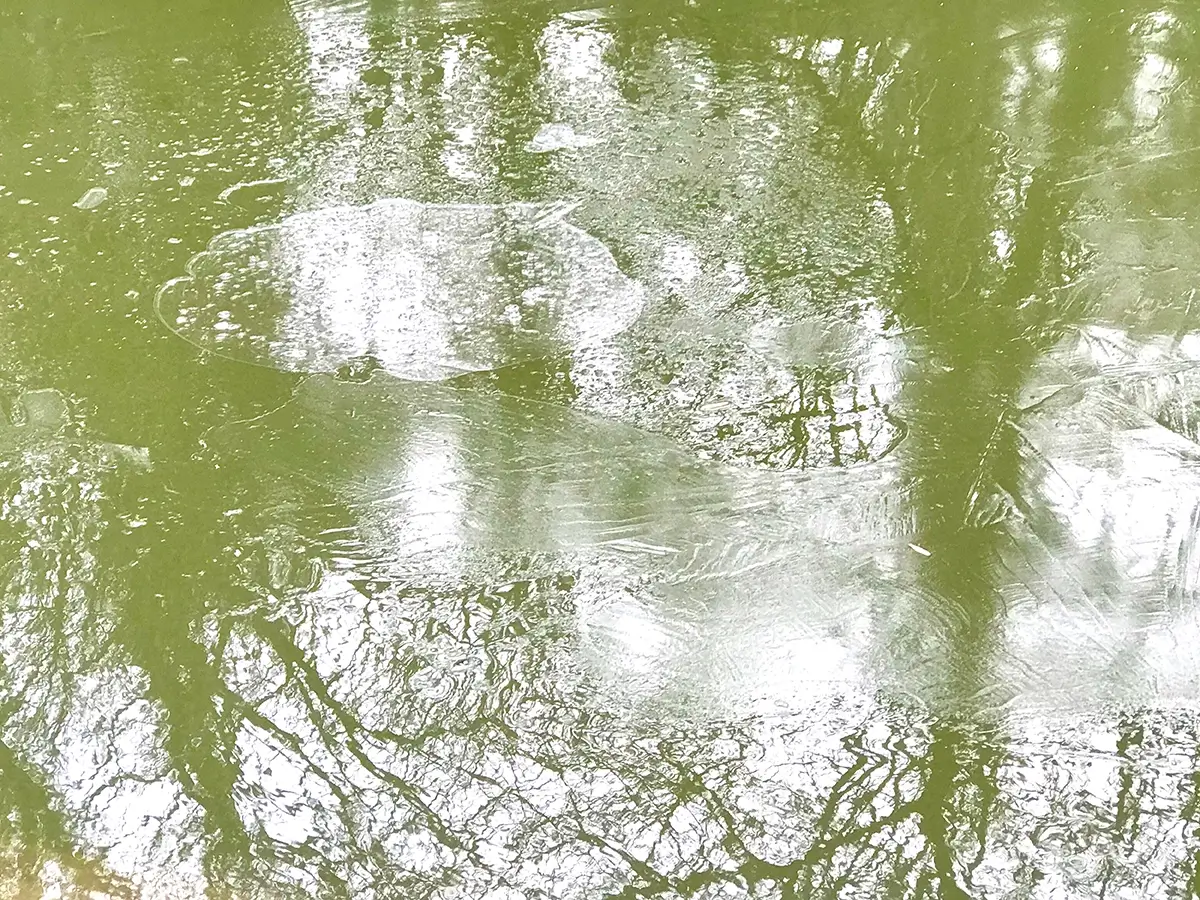 <p>© Maxine Harraway</p>
