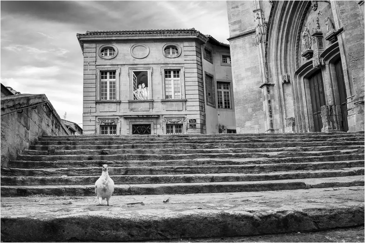 Pigeon Posing<p>© Michael Hrankowski</p>