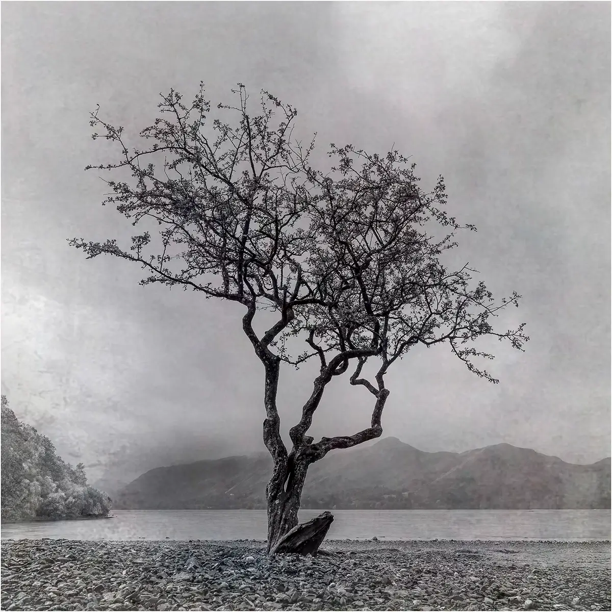 Spirit Tree<p>© Michael Hrankowski</p>