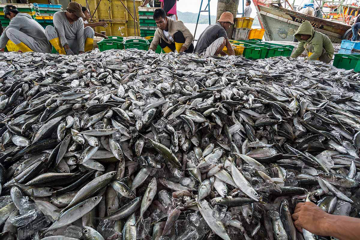 Filipino fishermen unload after a month at sea, Sabah.<p>© Rod Harbinson</p>