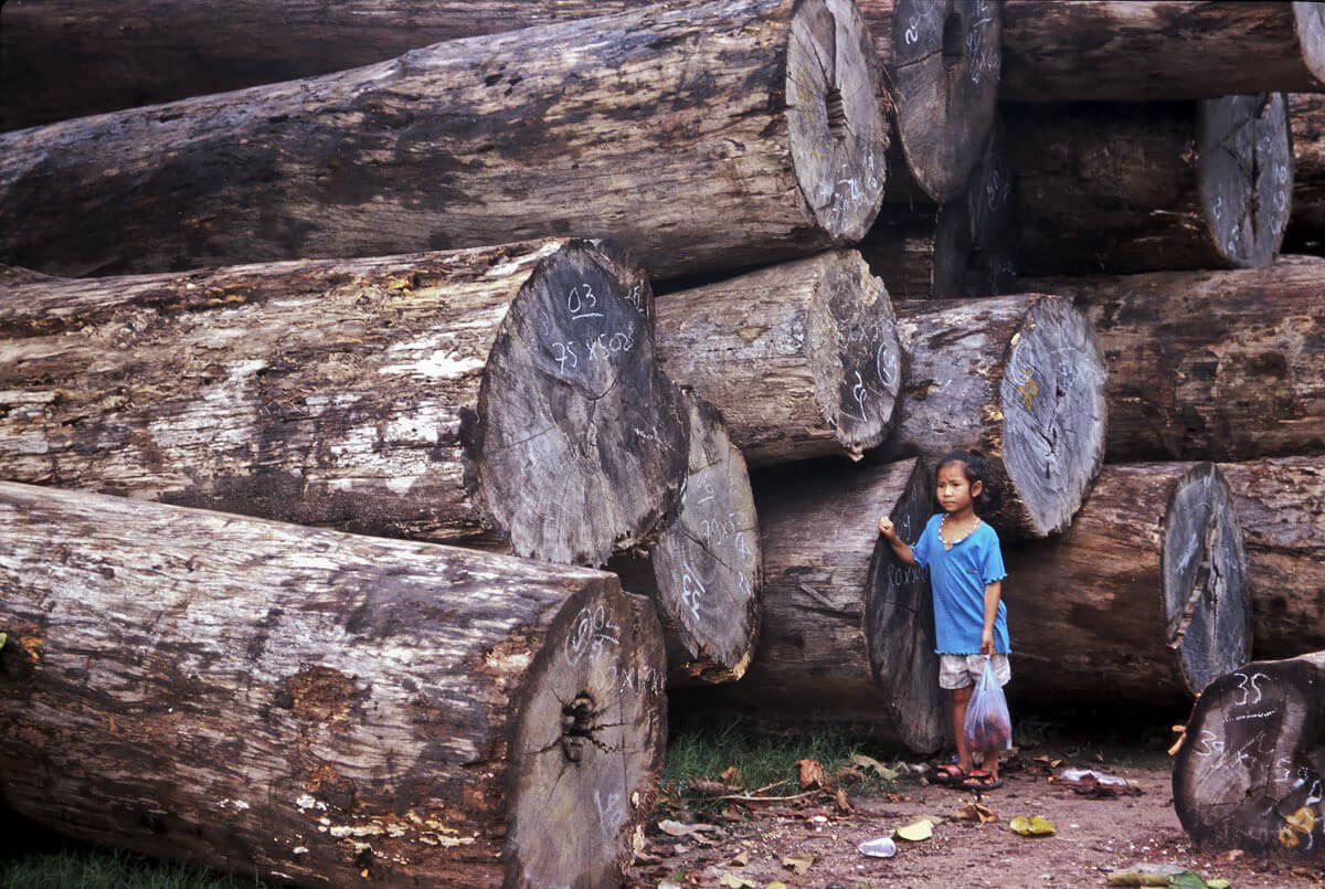 Rainforest logs in Laos<p>© Rod Harbinson</p>