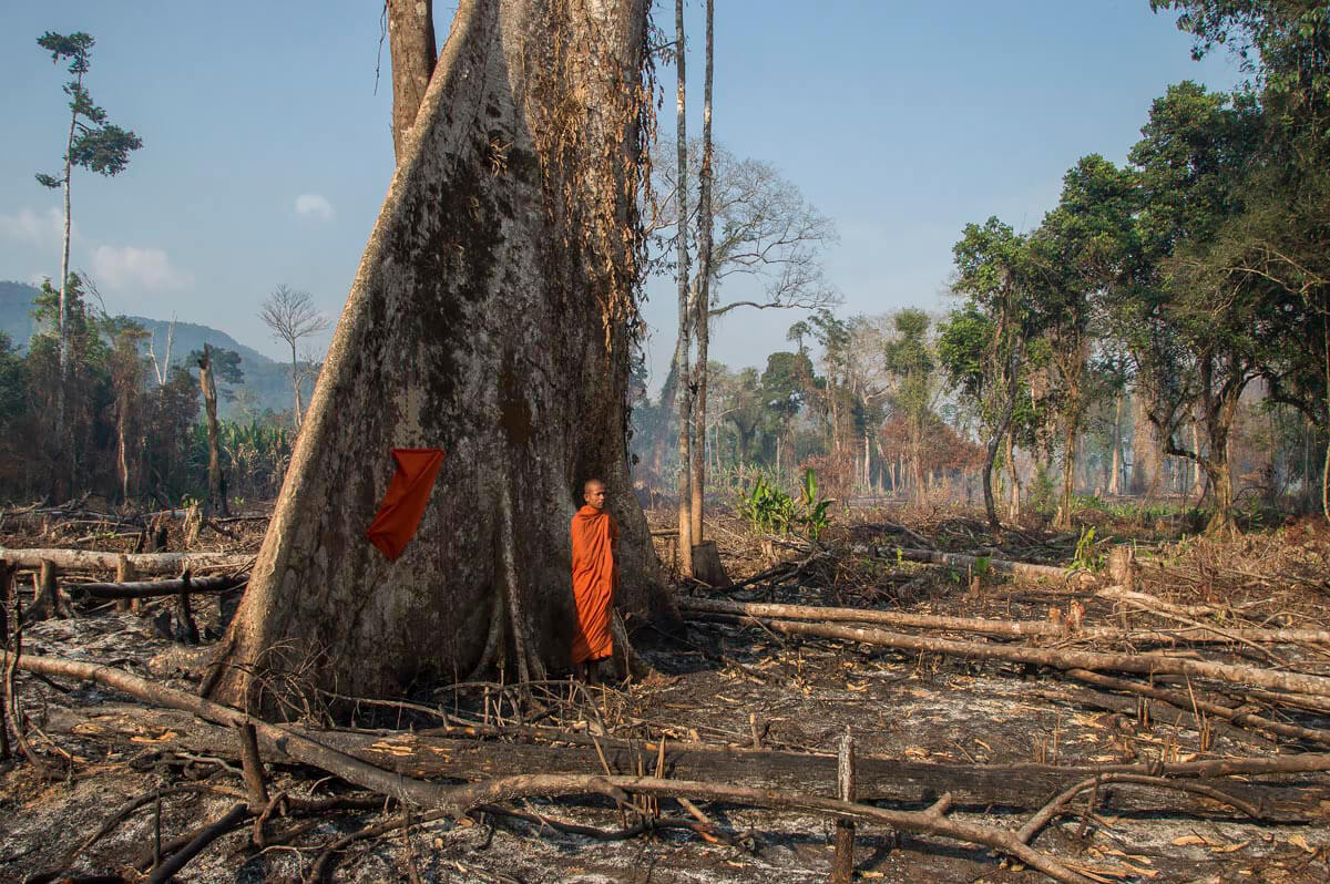 A monk blesses the last tree standing, Cambodia<p>© Rod Harbinson</p>