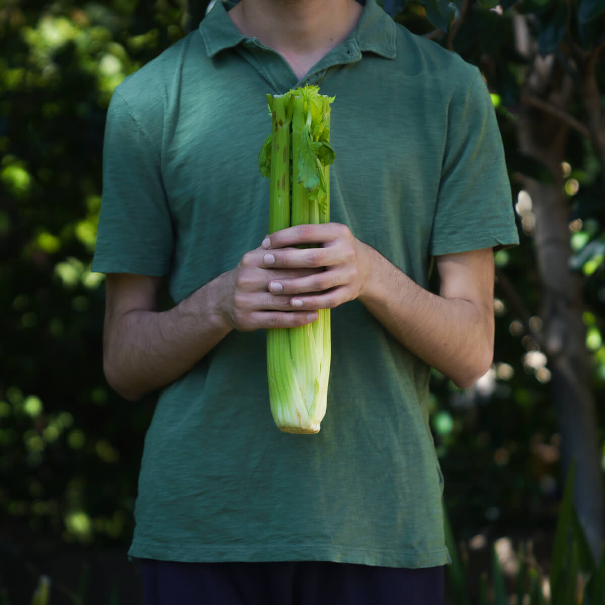 In Gratitude Celery for chicken noodle soup<p>© Rohina Hoffman</p>