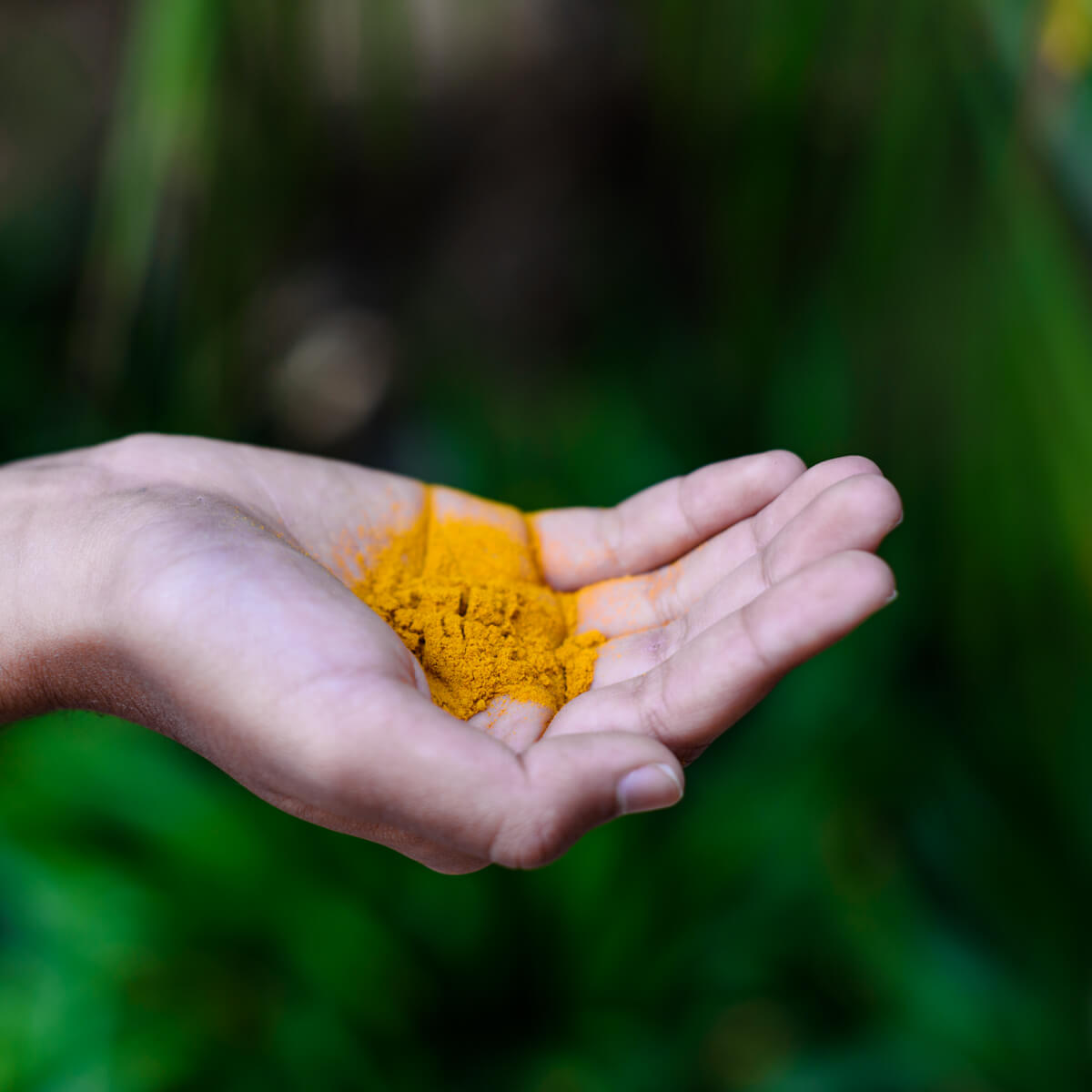 Generation 1.75 Haidi (turmeric) In hand<p>© Rohina Hoffman</p>