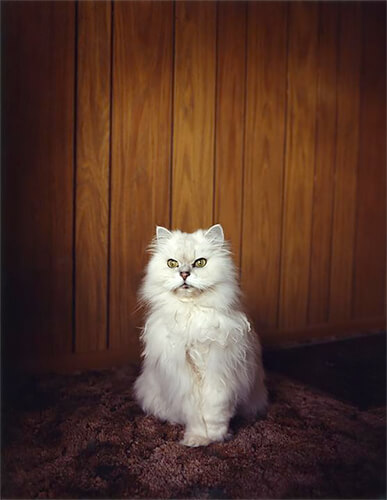 Interior #1843, 1996<p>© Todd Hido</p>