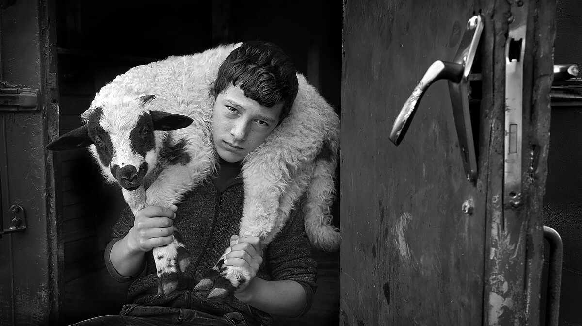 Shepherd boy<p>© Kerekes Istvan</p>