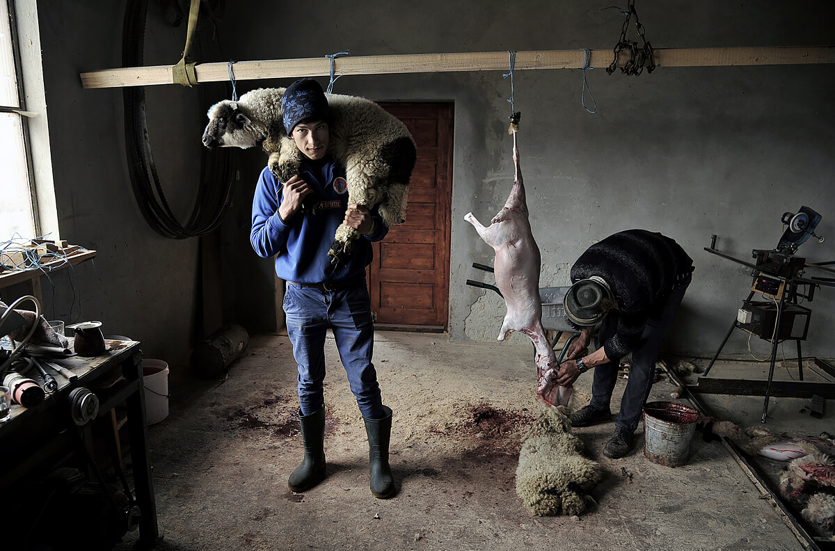 Lamb Slaughter<p>© Kerekes Istvan</p>
