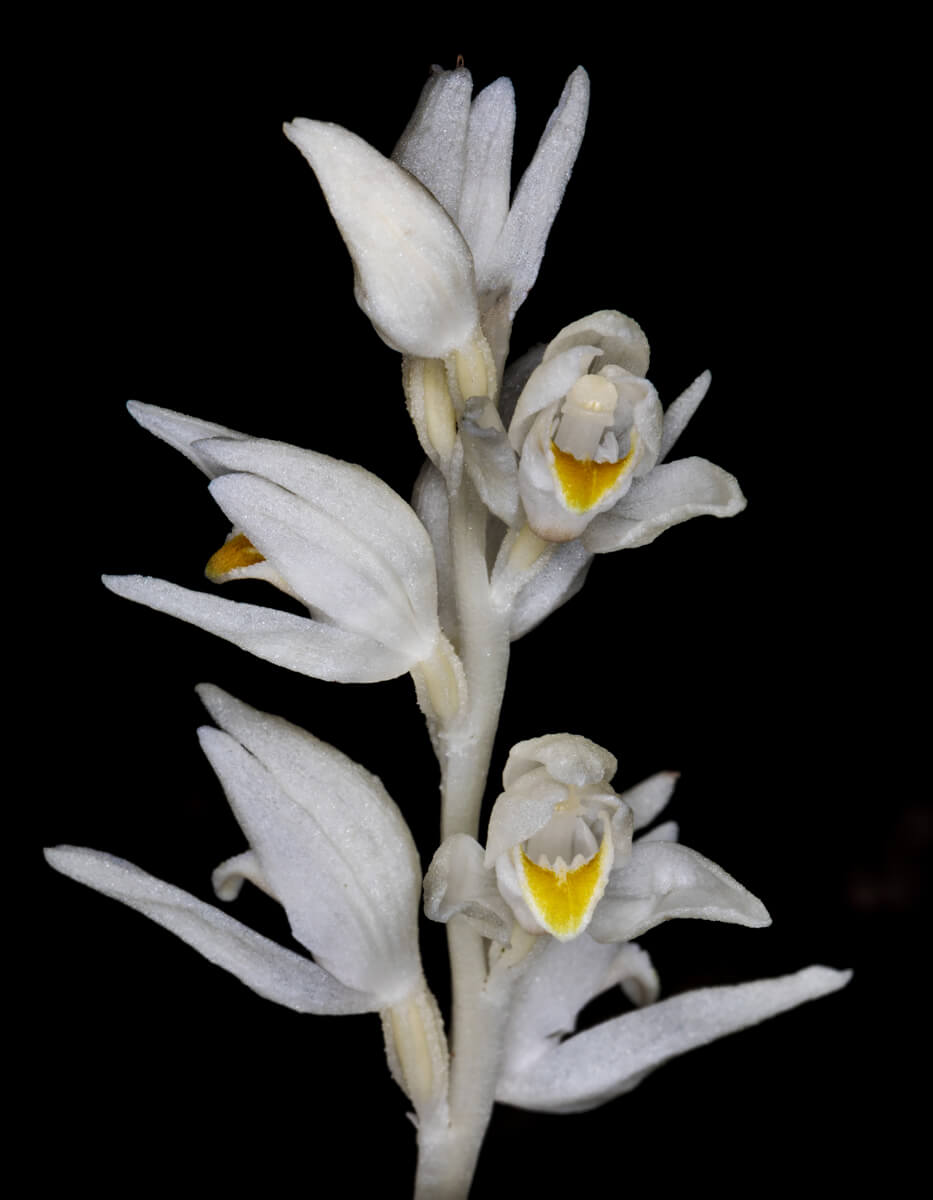 Cephalanthera austiniae - Phantom Orchid 17<p>© Don Jacobson</p>