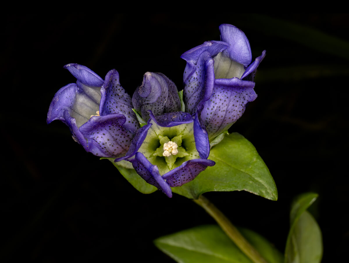 Gentiana sceptrum - King’s Gentian 20<p>© Don Jacobson</p>