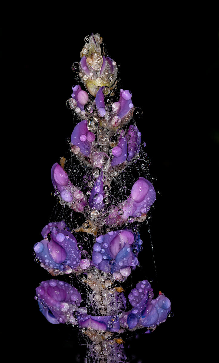 Lupinus latifolia - Braod Leaf Lupine 19<p>© Don Jacobson</p>