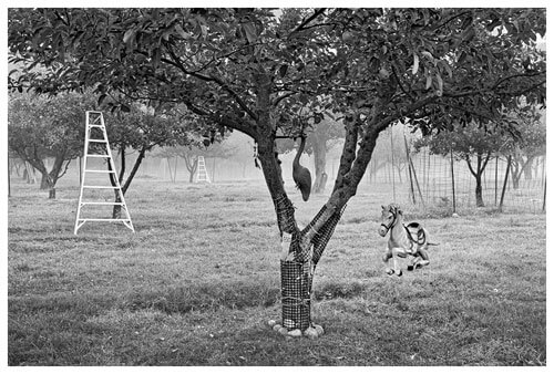 Apple Orchard and Horse<p>© Chuck Kimmerle</p>