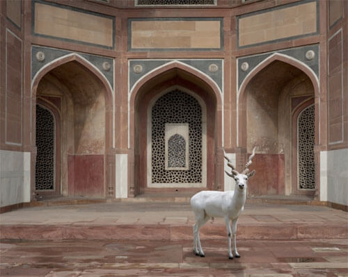 The Witness, Humayun’s Tomb, Delhi<p>© Karen Knorr</p>