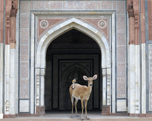 The Messenger, Purana Qila, Delhi<p>© Karen Knorr</p>