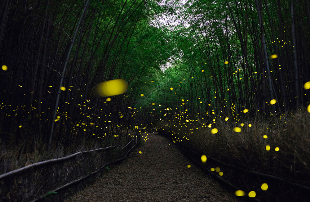 <p>© Kosuke Kitajima</p>