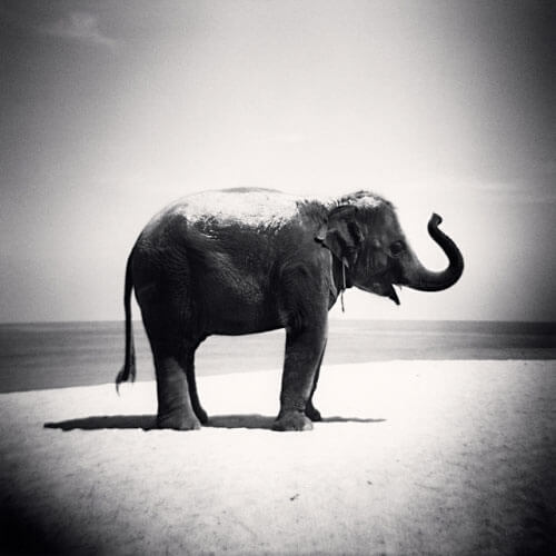 Baby Elephant, Phuket, Thailand, 2011<p>Courtesy Supervision / © Michael Kenna</p>