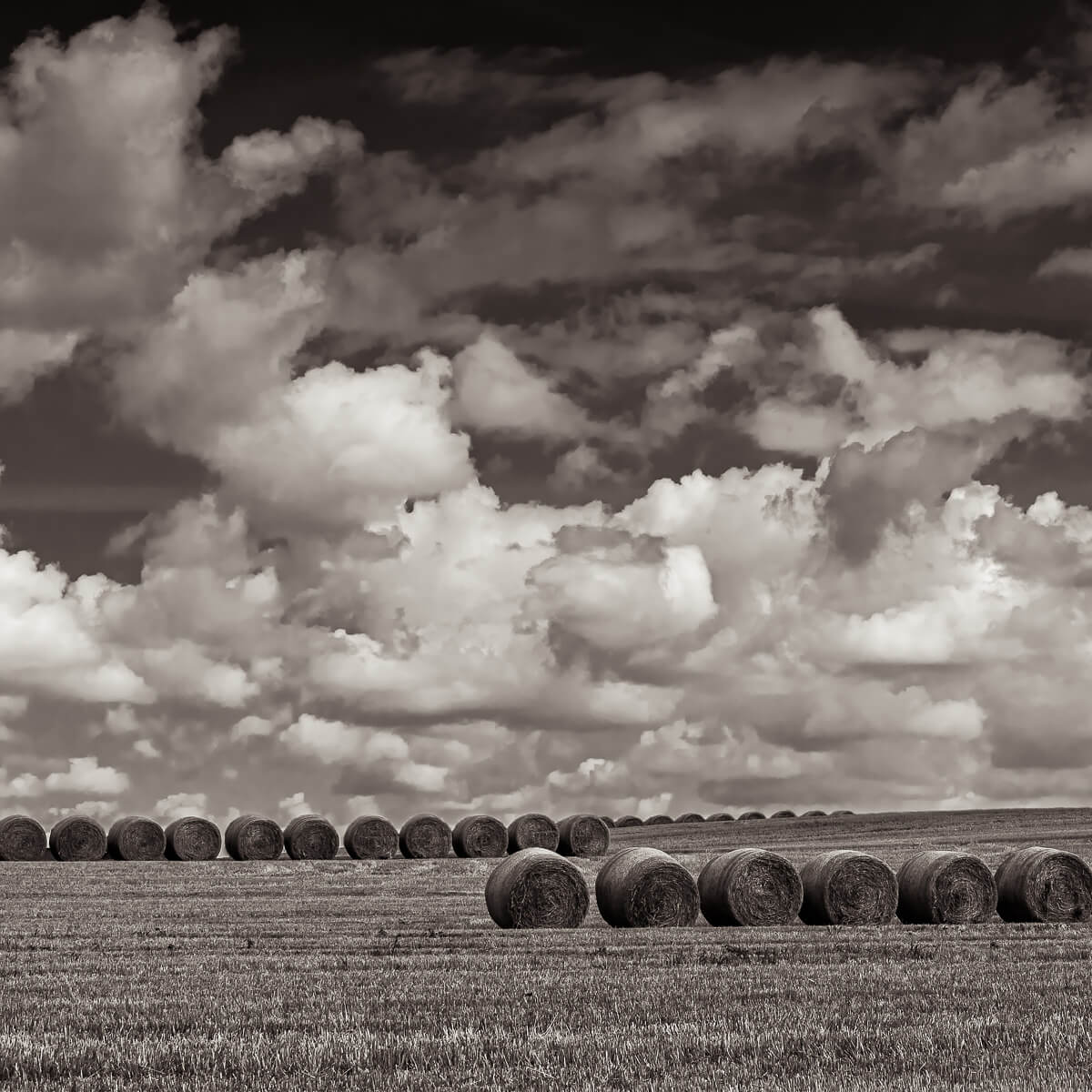 Harvest<p>© Michael Knapstein</p>