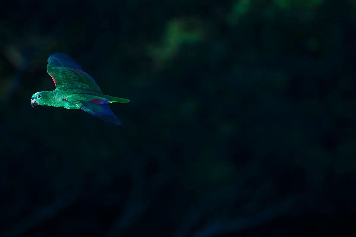 Art of Flight, Tambopata, Peru<p>&copy; Ryan Kost</p>