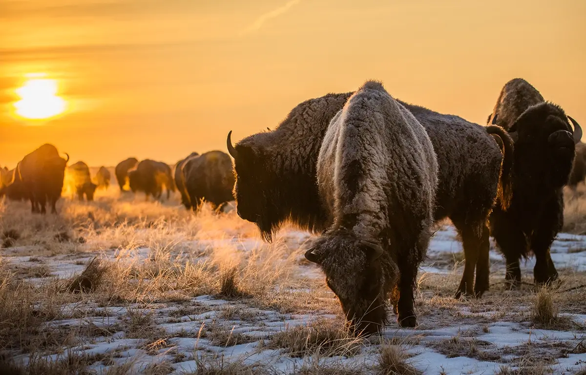 Spirit of the West<p>&copy; Ryan Kost</p>