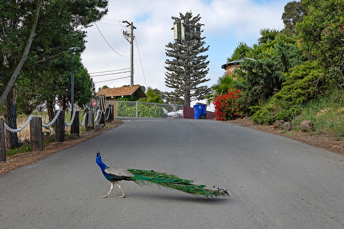  Fauxliage - Superfluous Plumage, Rodeo, CA<p>© Annette LeMay Burke</p>