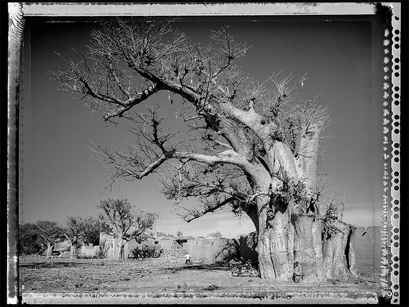 Baobab #1 - 2008, Mali<p>Courtesy Galerie VU / © Elaine Ling</p>