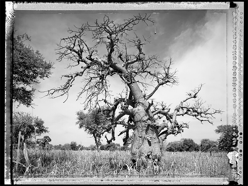 Baobab #2 - 2008, Mali<p>Courtesy Galerie VU / © Elaine Ling</p>