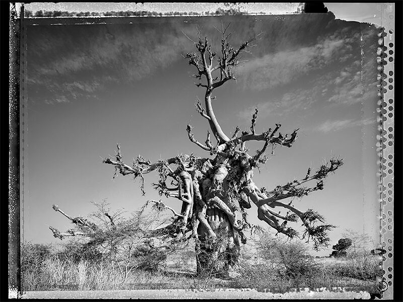 Baobab #4 - 2008, Mali<p>Courtesy Galerie VU / © Elaine Ling</p>