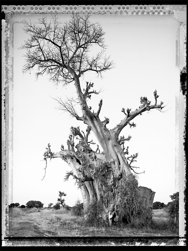 Baobab #6 - 2008, Mali<p>Courtesy Galerie VU / © Elaine Ling</p>