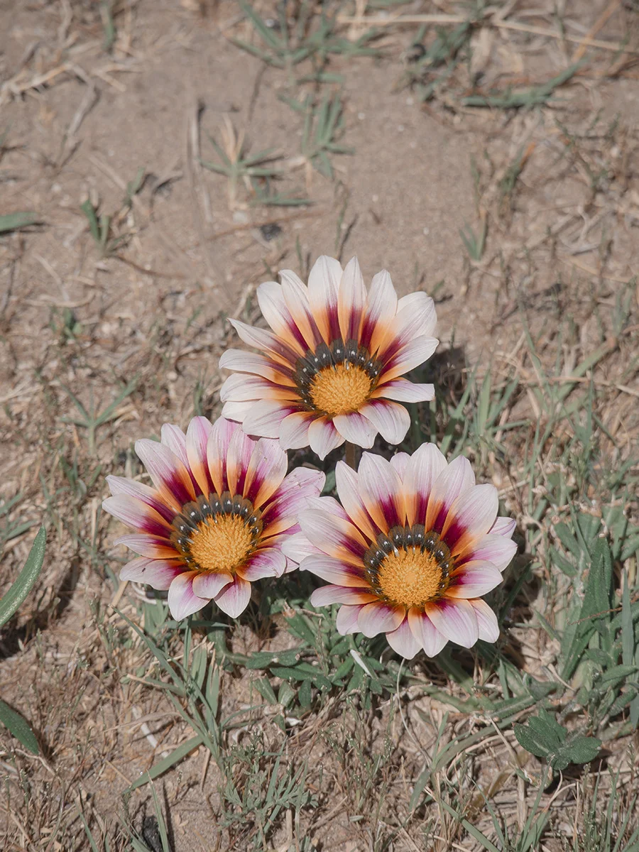 Sunkissed Trio<p>&copy; Eleonora Laufer</p>