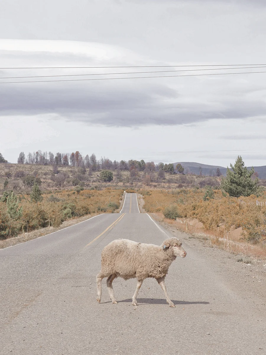Album Cover<p>&copy; Eleonora Laufer</p>