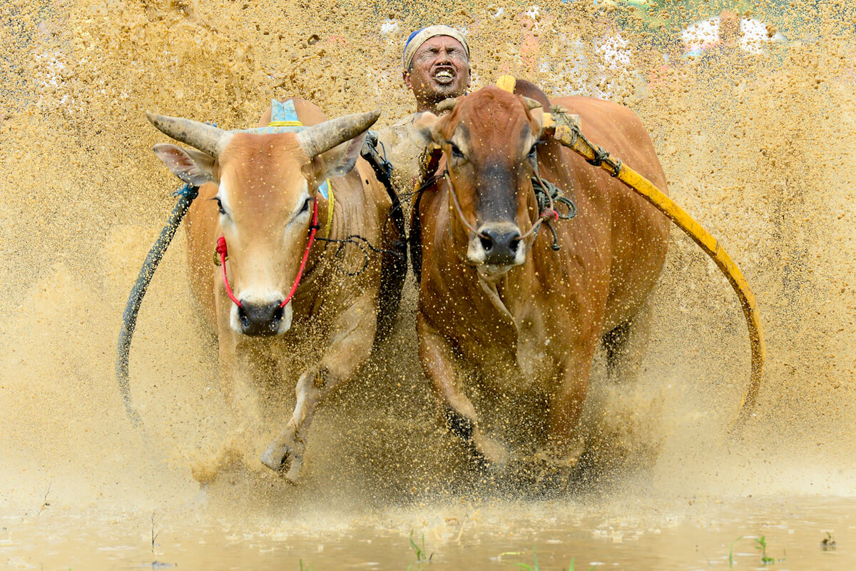 Rice Race<p>© Enrique López-Tapia de Inés</p>