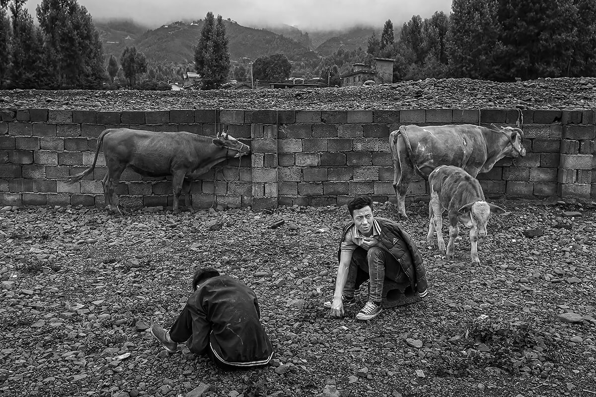 <p>© Haikun Liang</p>